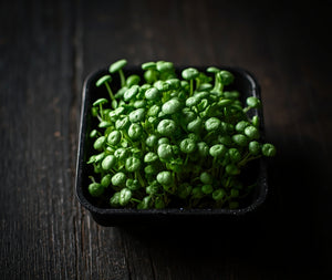 Microgreens
