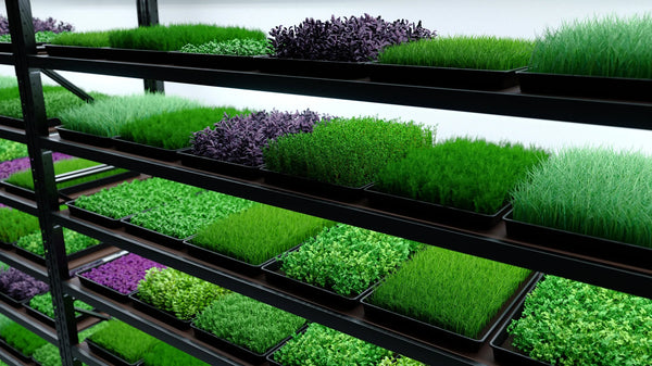 Microgreens Tiny Farm