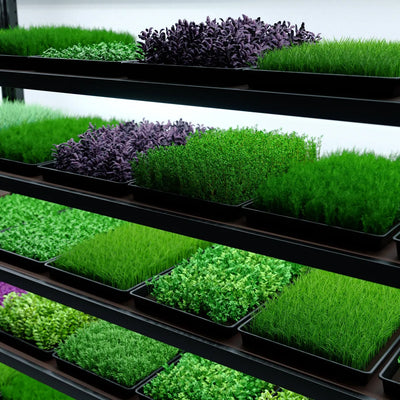 Microgreens Tiny Farm